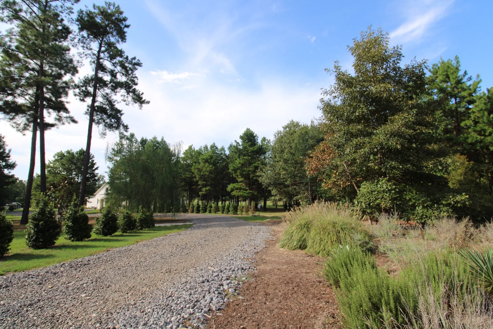Curving gravel drive bordered by ornamental grasses, shrubs, and pine trees