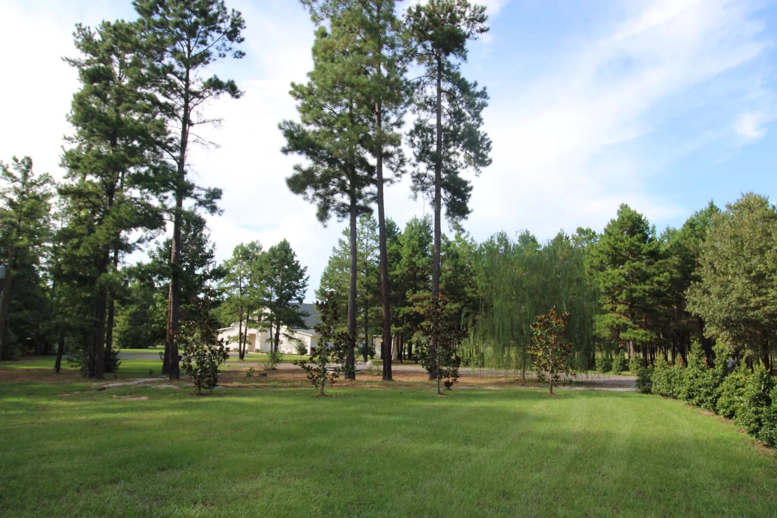 Manicured green grounds with tall pines and a border of evergreen shrubs