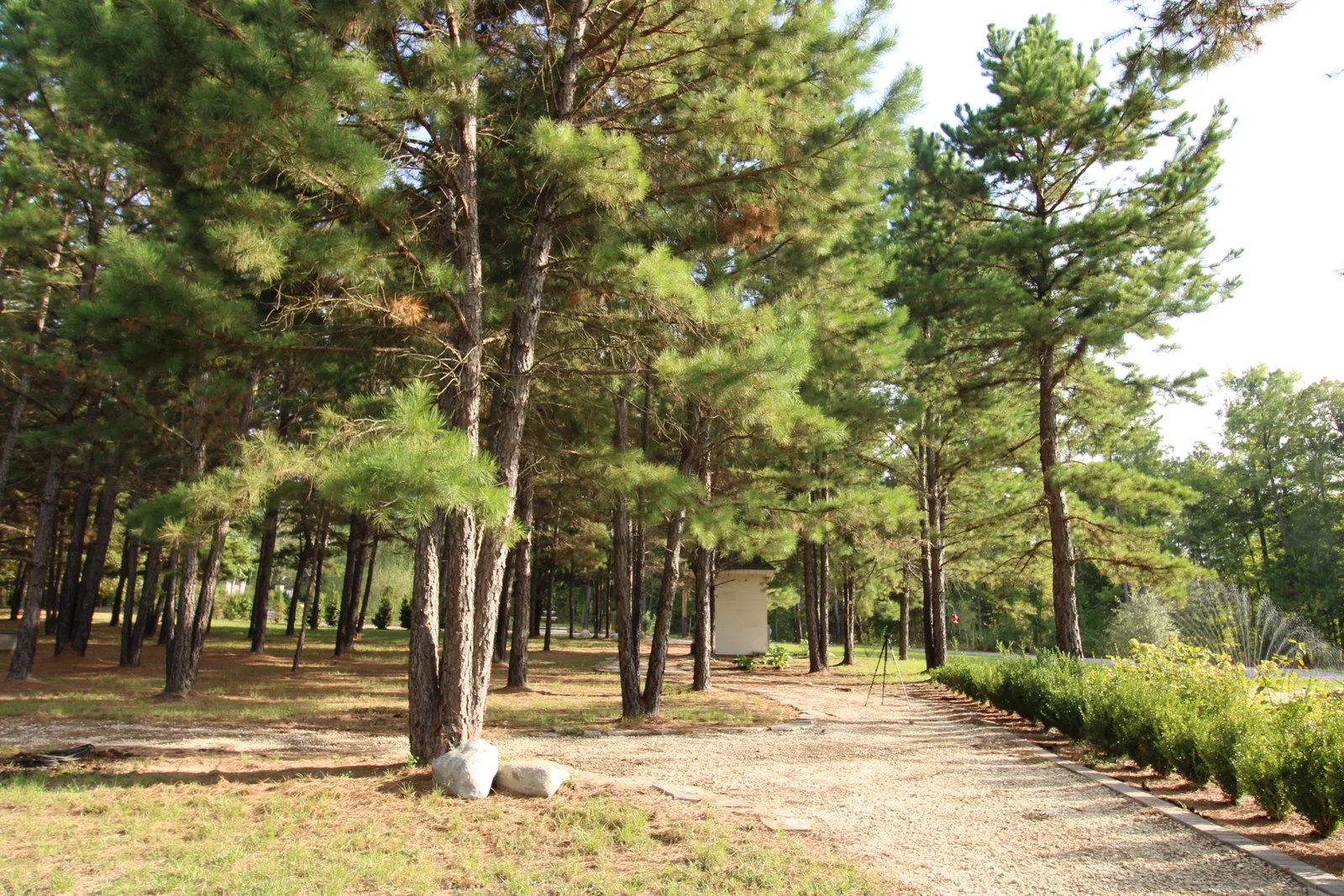 Sunlit pines beside a gravel garden path and a neatly planted hedge