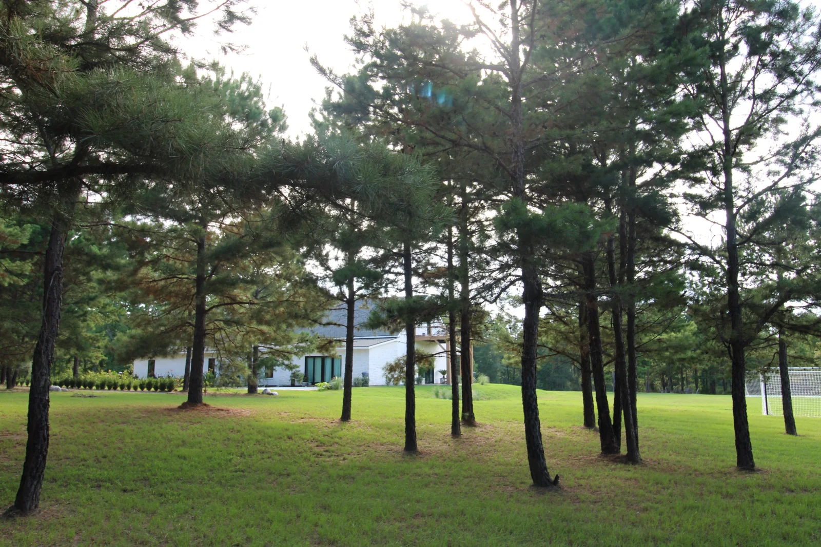Sunlight filtering through a grove of pine trees onto grass